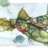 Low, medium, and high plated stickleback (2012), painted by Simone Des Roches http://www.simonedr.com/
